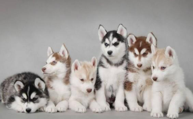 这6条夏季正确养犬小贴士，你知道几个？